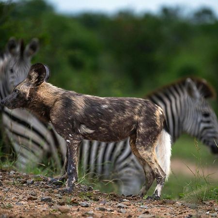 Leopard Sands Kruger Park Скукуза Екстер'єр фото