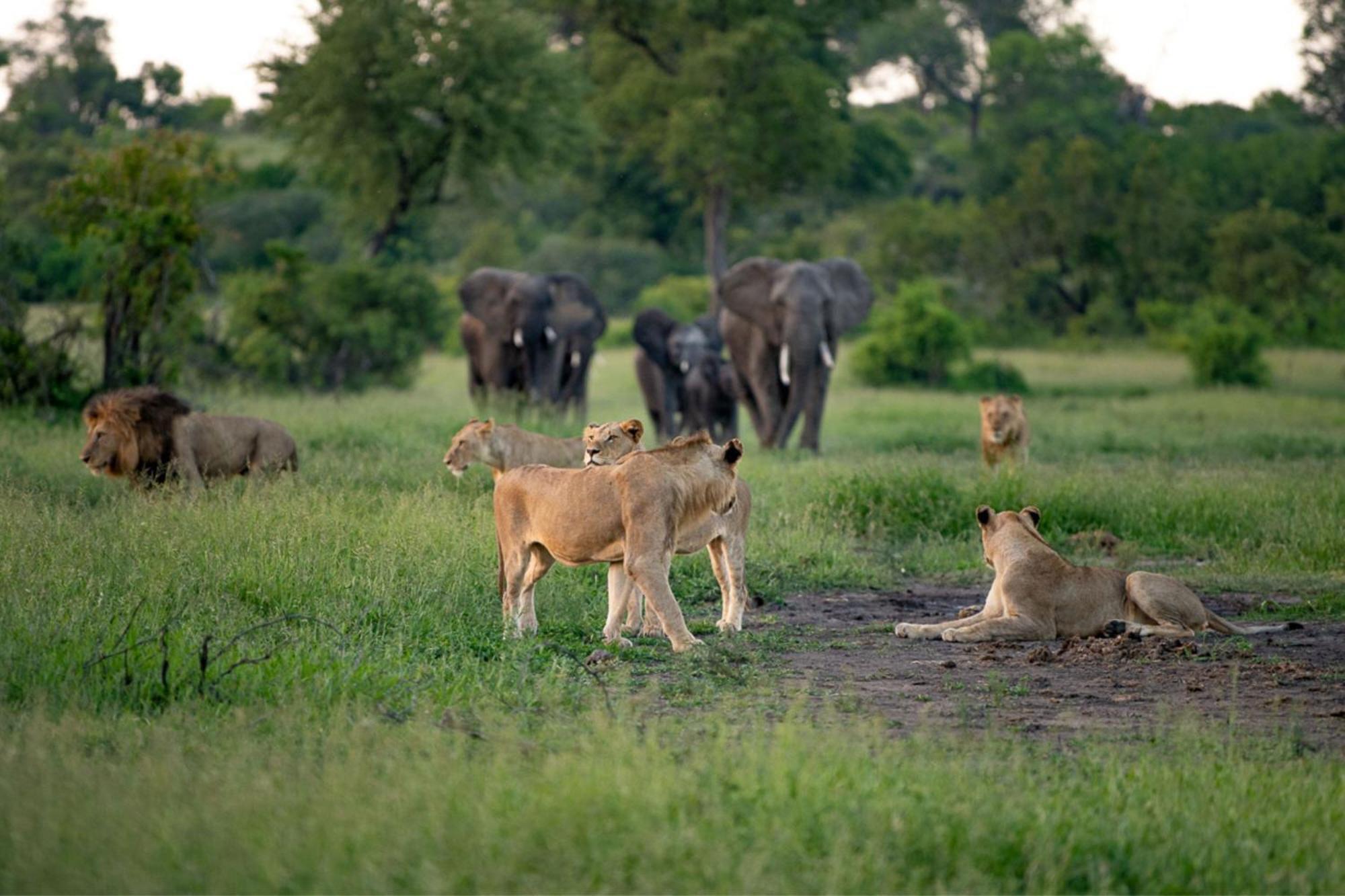 Leopard Sands Kruger Park Скукуза Екстер'єр фото
