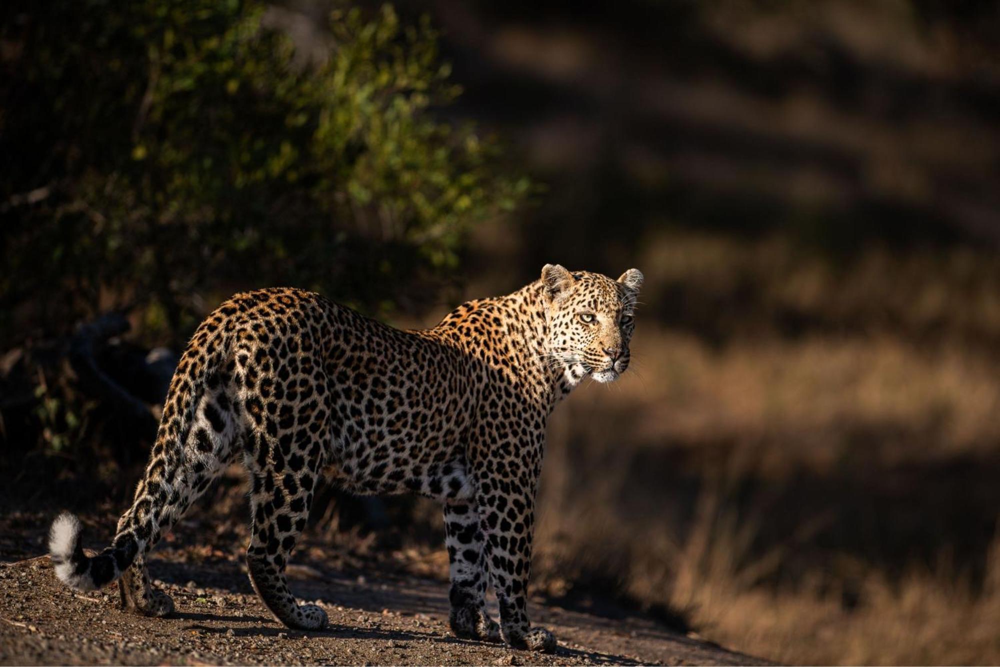 Leopard Sands Kruger Park Скукуза Екстер'єр фото