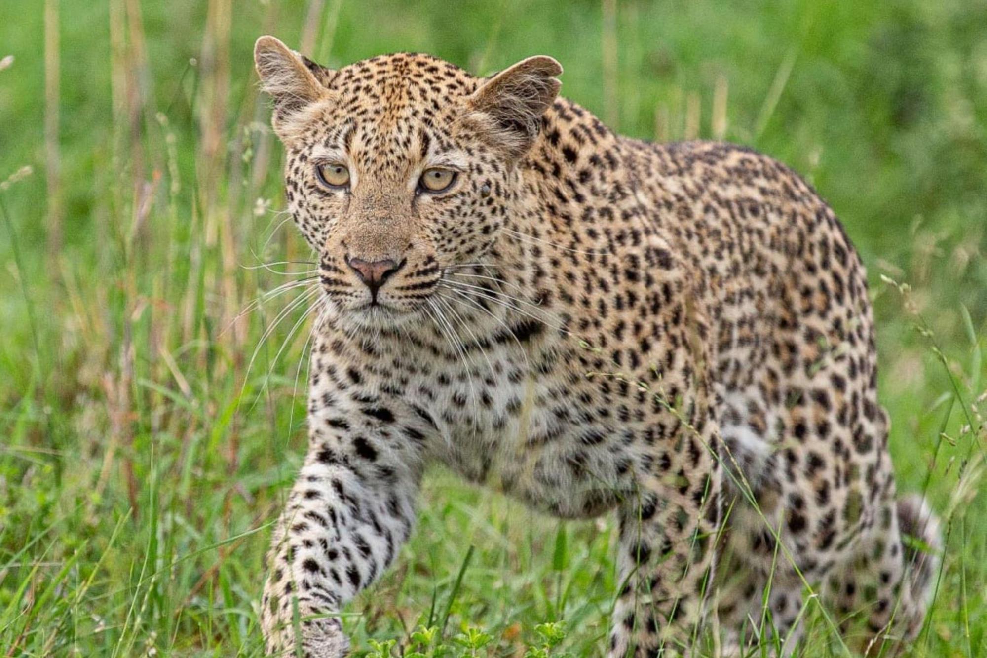 Leopard Sands Kruger Park Скукуза Екстер'єр фото
