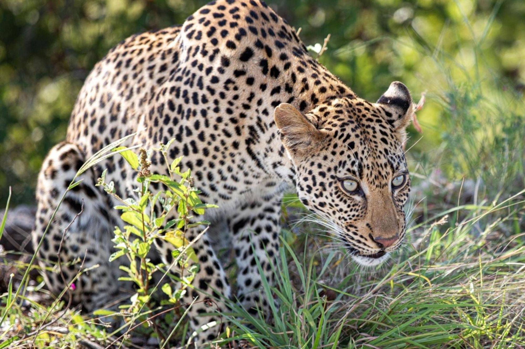 Leopard Sands Kruger Park Скукуза Екстер'єр фото